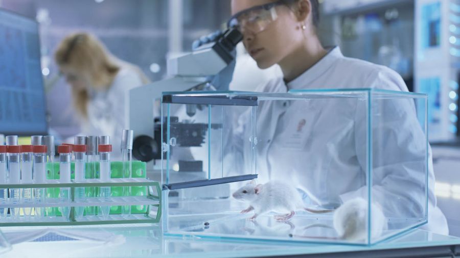 Médicaments: grâce à la tech, la fin programmée des tests sur les animaux? 