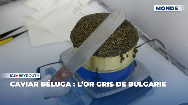 Caviar béluga : l’or gris de Bulgarie