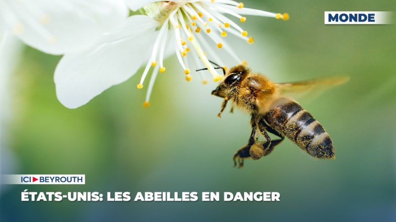 États-Unis: les abeilles en danger