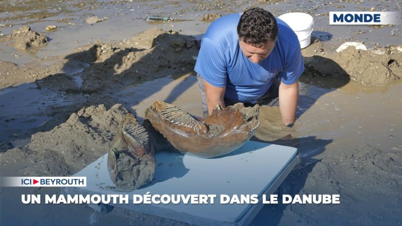 Un mammouth découvert dans le Danube