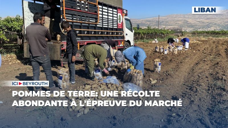 Le marché libanais de la pomme de terre en chiffres