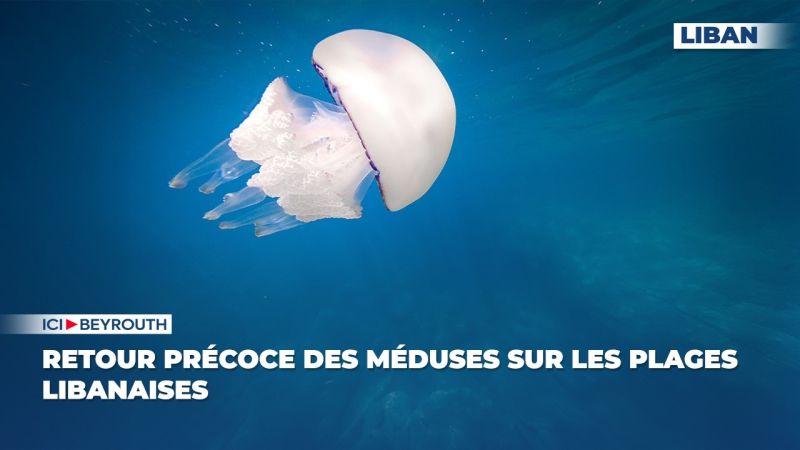 Retour précoce des méduses sur les plages libanaises