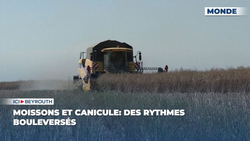 Moissons et canicule: des rythmes bouleversés