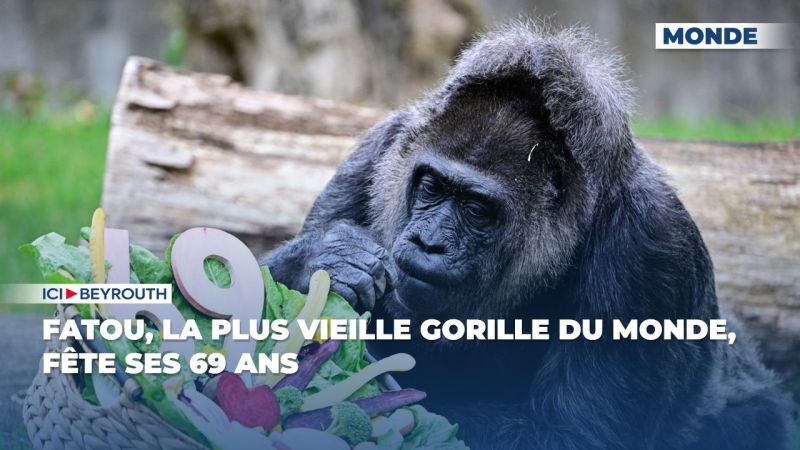 Fatou, la plus vieille gorille du monde, fête ses 69 ans
