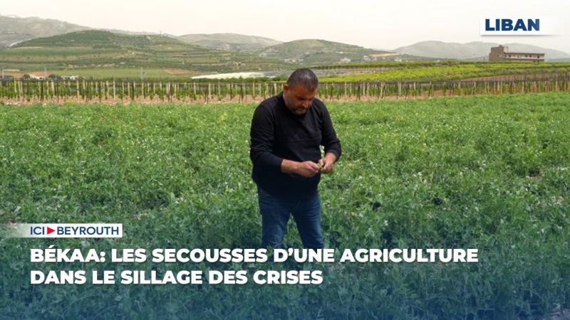 Békaa: les secousses d’une agriculture dans le sillage des crises