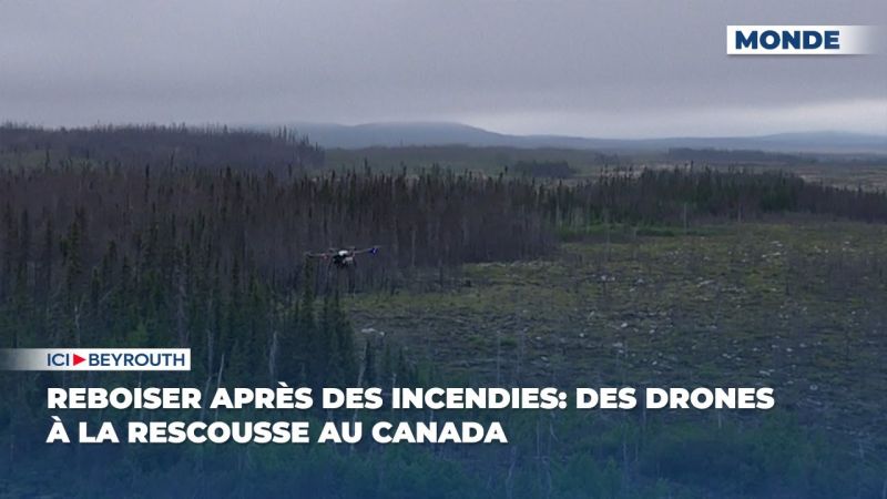 Reboiser après des incendies: des drones à la rescousse au Canada