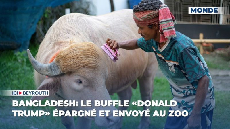 Bangladesh: le buffle «Donald Trump» épargné et envoyé au zoo