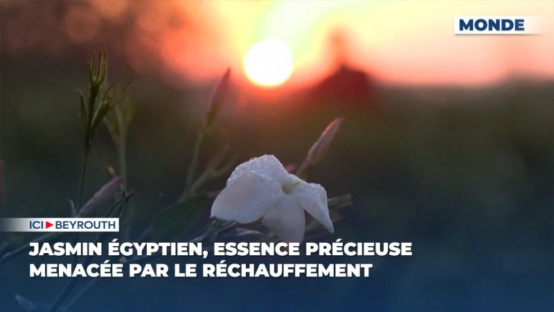 Jasmin égyptien, essence précieuse menacée par le réchauffement