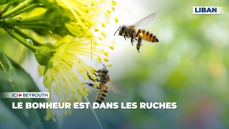 Le bonheur est dans les ruches