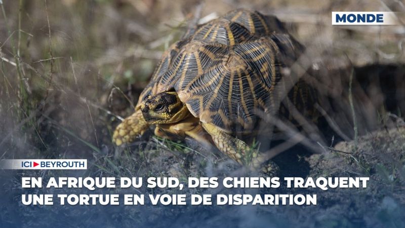 En Afrique du Sud, des chiens traquent une tortue en voie de disparition
