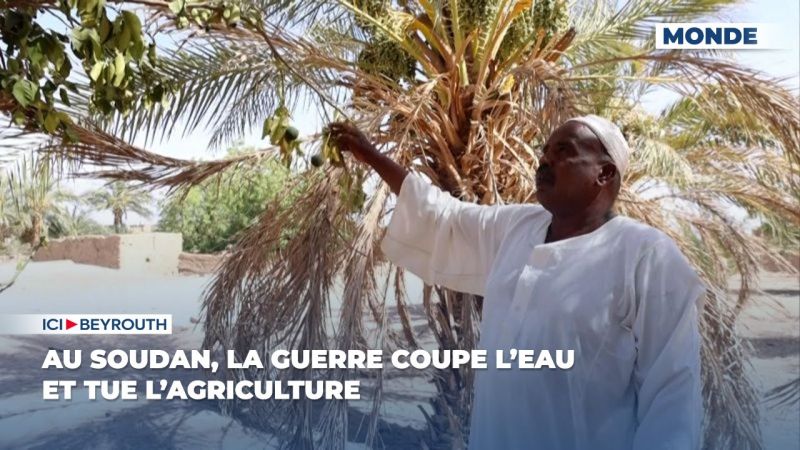 Au Soudan, la guerre coupe l’eau et tue l’agriculture