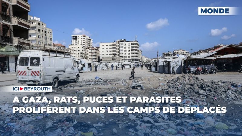 À Gaza, rats, puces et parasites prolifèrent dans les camps de déplacés