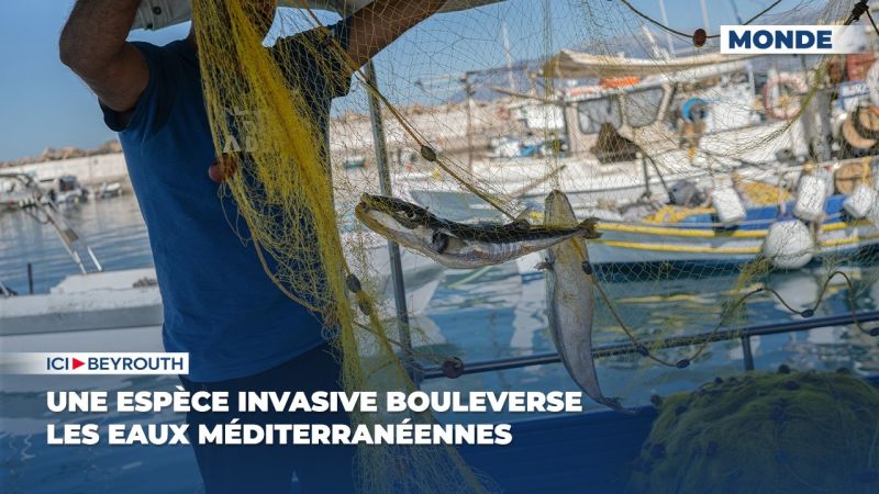 Une espèce invasive bouleverse les eaux méditerranéennes