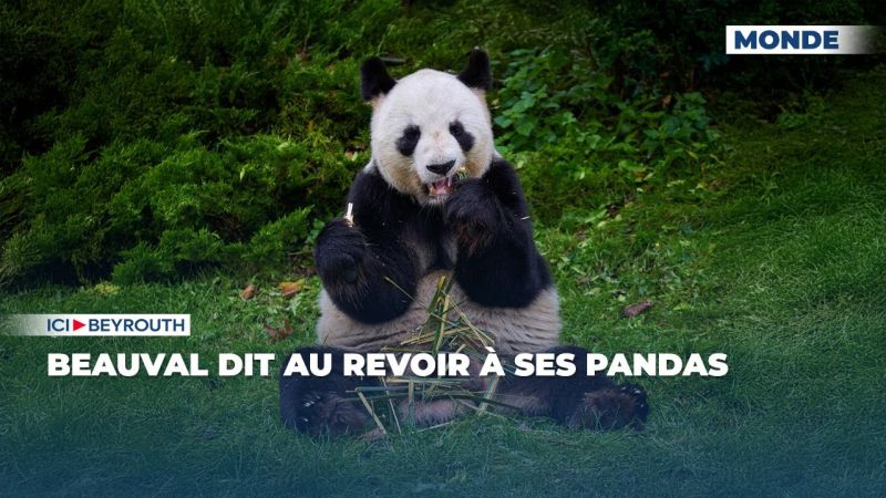 Beauval dit au revoir à ses pandas