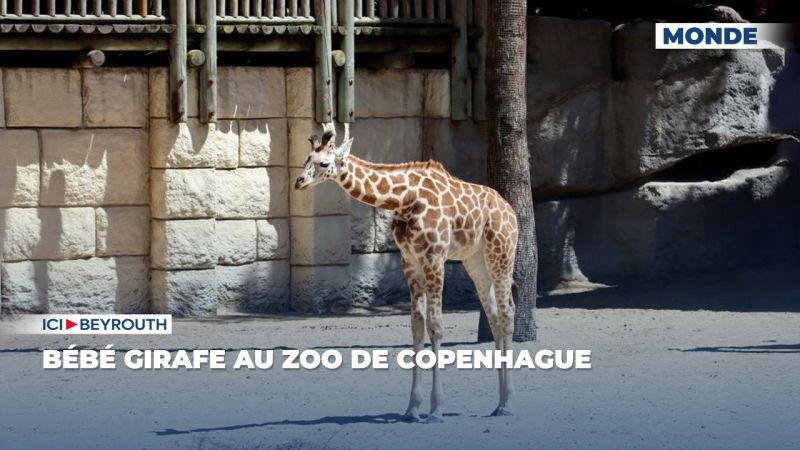 Bébé girafe au zoo de Copenhague