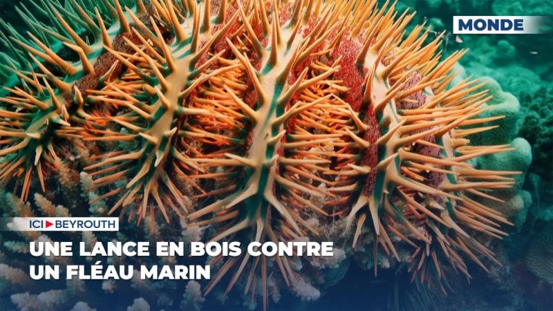 Une lance en bois contre un fléau marin