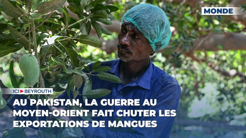 Au Pakistan, la guerre au Moyen-Orient fait chuter les exportations de mangues